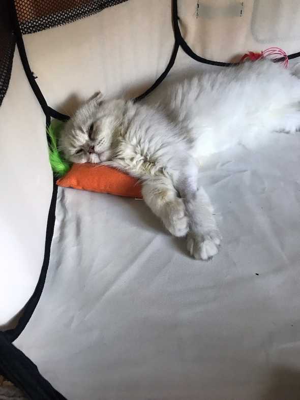 loki with his carrot in tent
